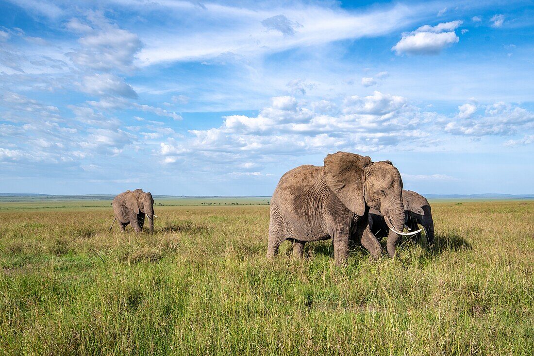 Afrikanische Buschelefanten (Loxodonta africana), auch bekannt als afrikanische Savannenelefanten auf einer wunderschönen Landschaft im Maasai Mara National Reserve, Kenia.