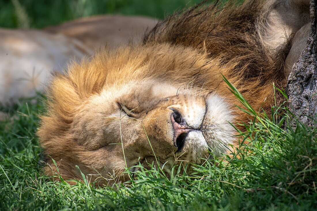 Männlicher Löwe (Panthera leo) schläft im Nationalpark Masai Mara, Kenia, Afrika.