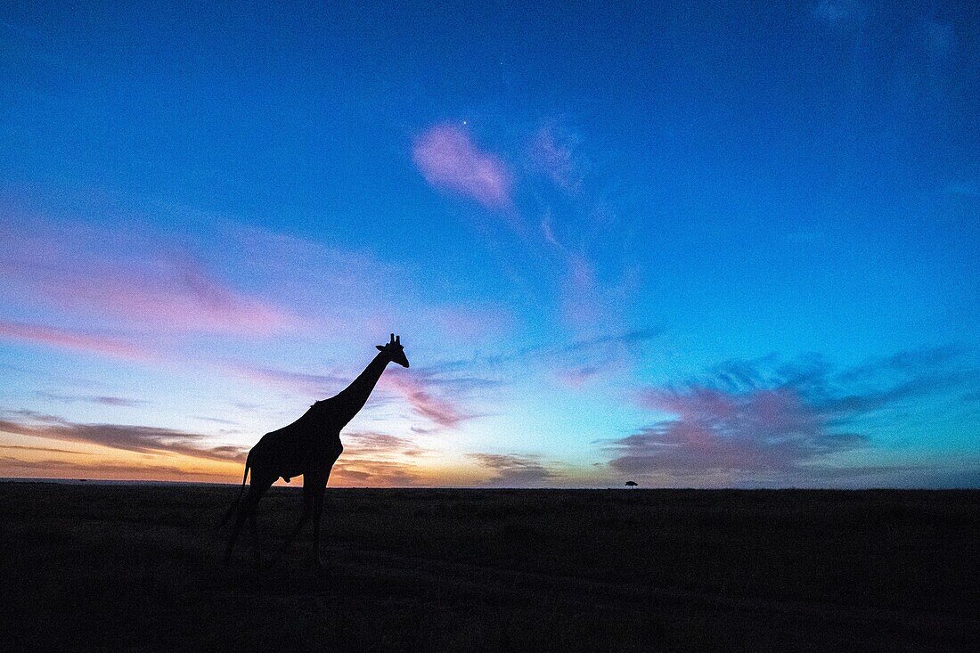 Eine einzigartige Giraffe bricht die Ebene des Horizonts, wenn die Sonne aufgeht, Masai Mara National Reserve, Kenia, Afrika.
