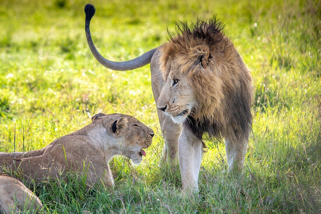 Zwei Löwen (Panthera leo) im Nationalpark Masai Mara, Kenia, Afrika.