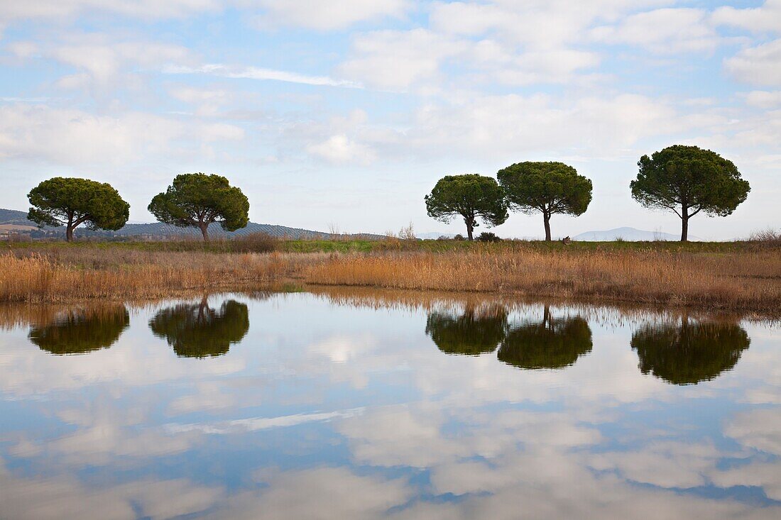 Naturschutzgebiet Diaccia Botrona, Sumpf, Castiglione della Pescaia, Provinz Grosseto, Toskana, Italien, Europa.