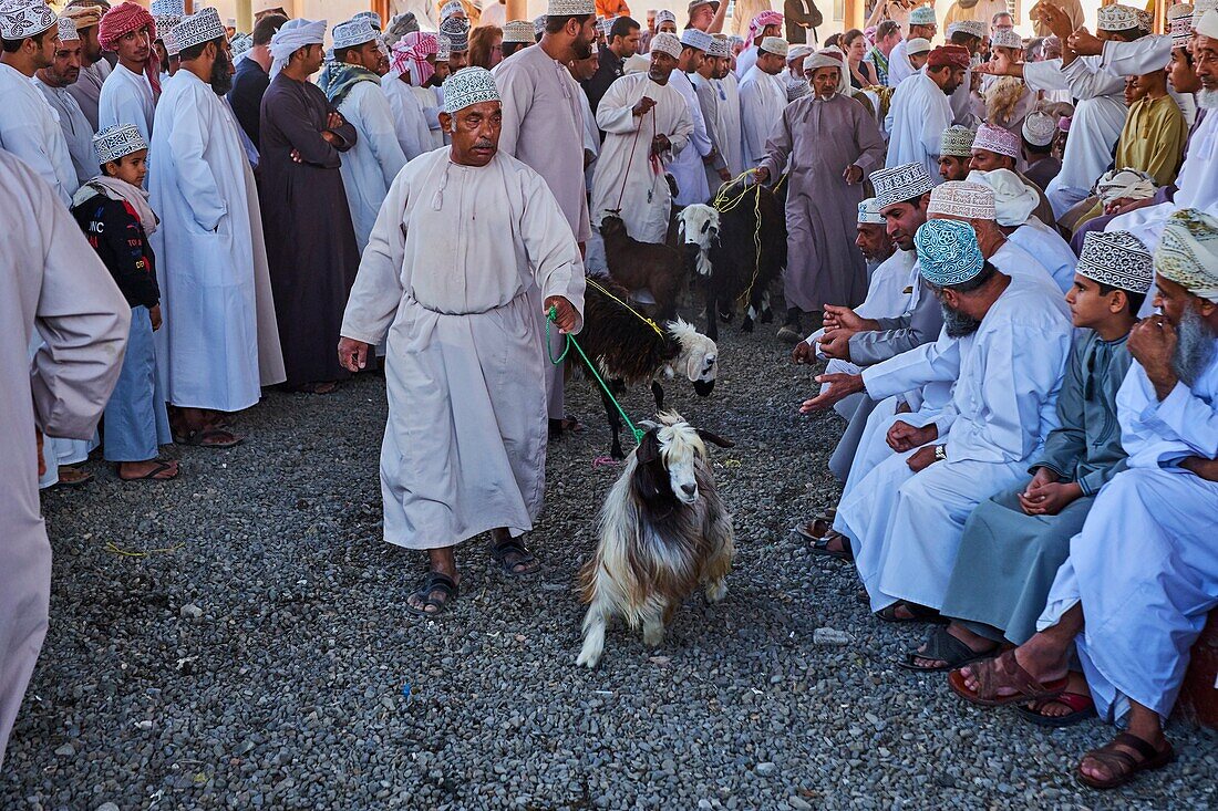 Sultanat Oman, Region Ad-Dakhiliyah, Nizwa, freitags Viehmarkt.