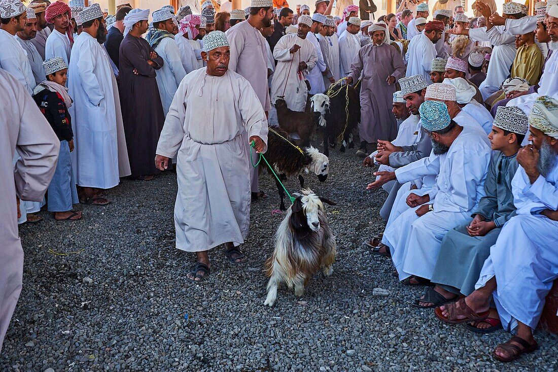 Sultanate of Oman,Ad-Dakhiliyah Region,Nizwa,friday cattle market.
