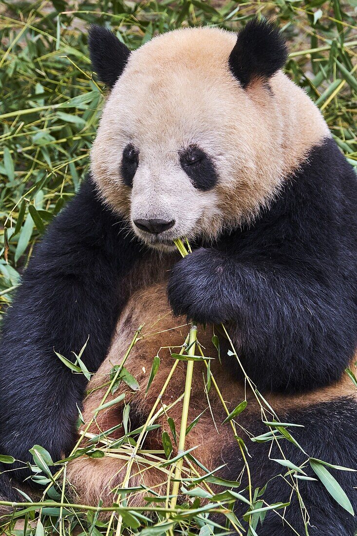 China,Sichuan province,Chengdu,Chengdu giant panda breeding research center.