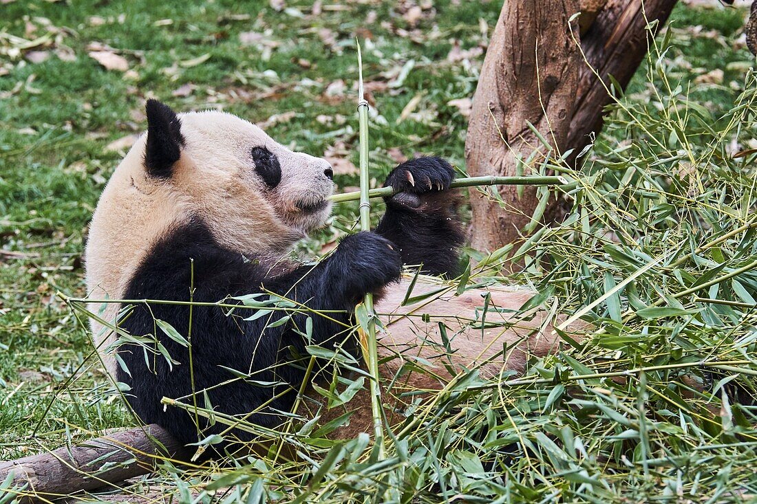 China,Sichuan province,Chengdu,Chengdu giant panda breeding research center.