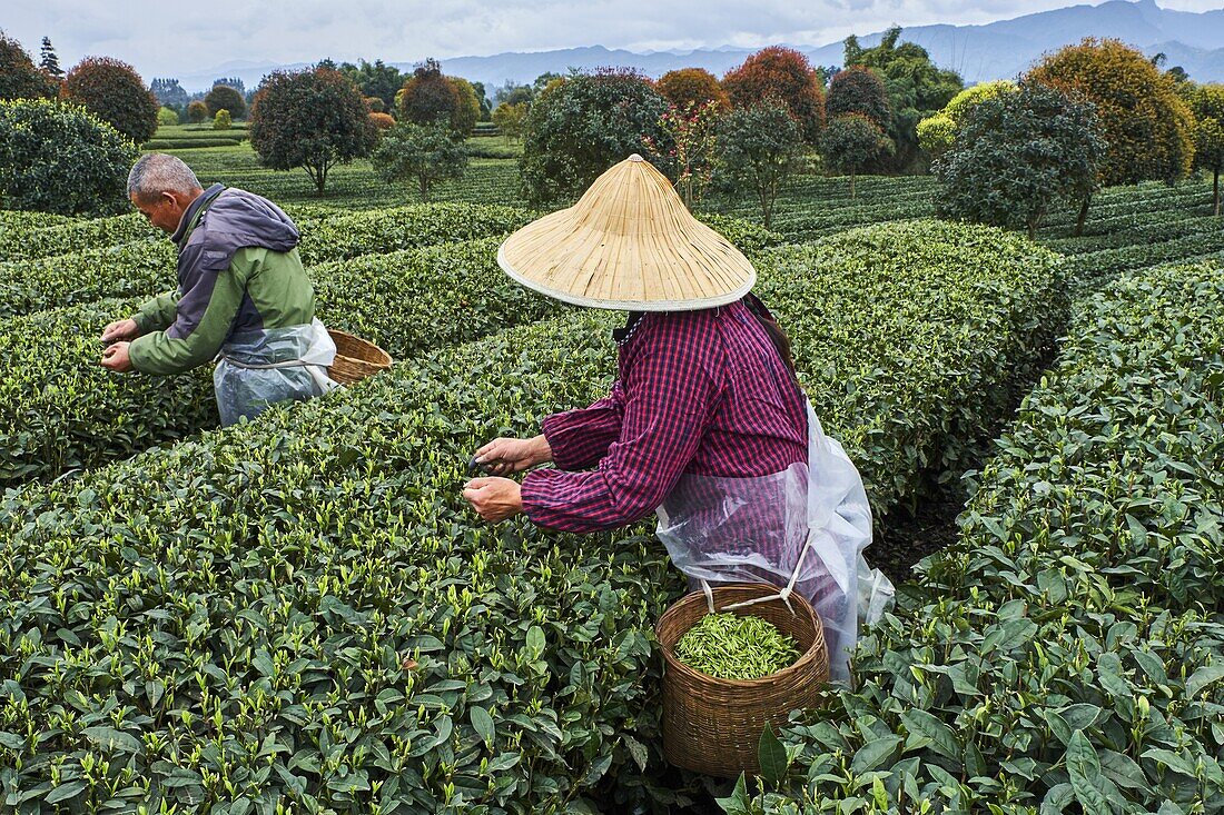 China,Sichuan province,Mingshan,statue of Wu Lizhen,tea garden,tea picker picking tea leaves.