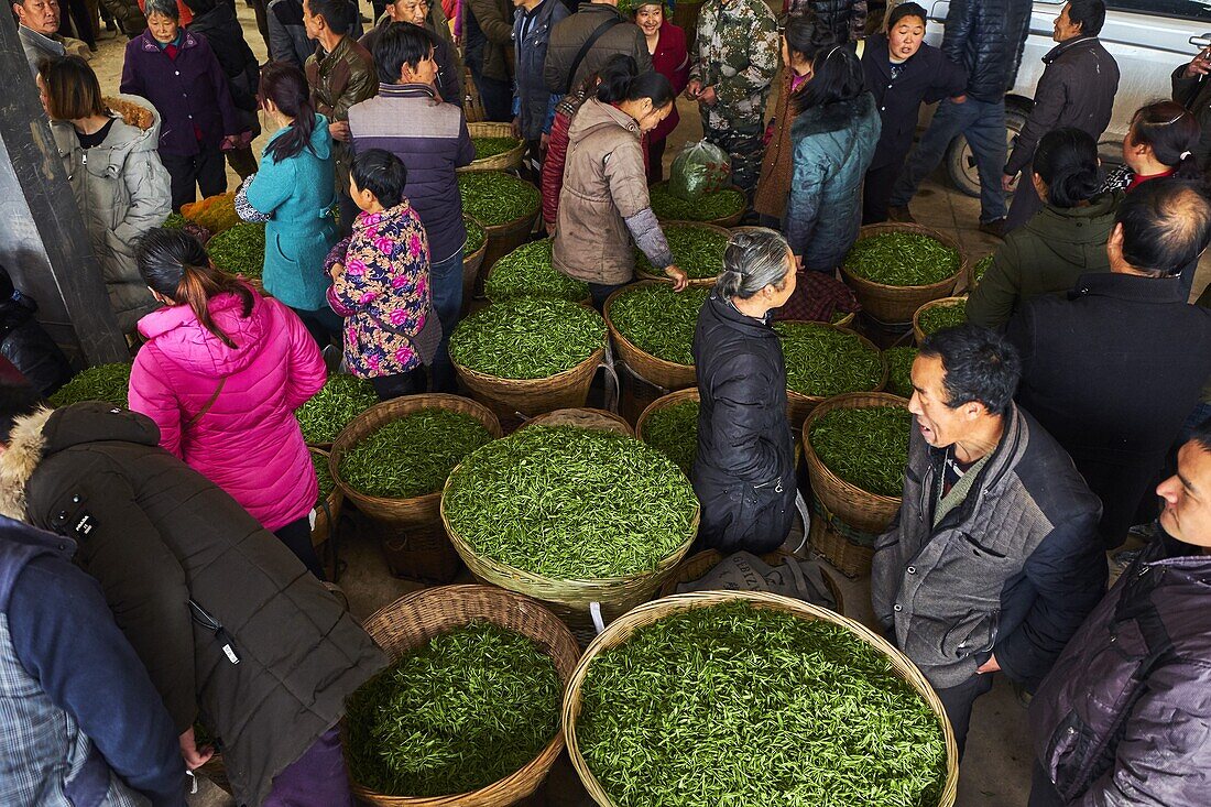 China, Provinz Sichuan, Emei, frischer Teemarkt, die Pflücker verkaufen die Blätter aus der Tagesernte.