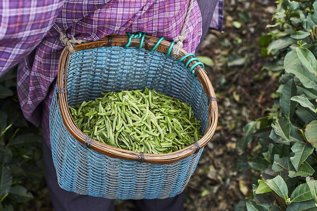 China,Sichuan province,Mingshan,statue of Wu Lizhen,tea garden,tea picker picking tea leaves.