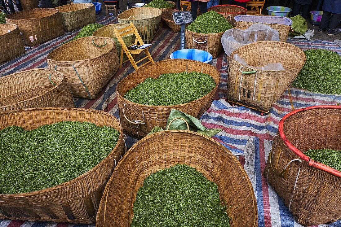 China, Provinz Sichuan, Emei, frischer Teemarkt, die Pflücker verkaufen die Blätter aus der Tagesernte.