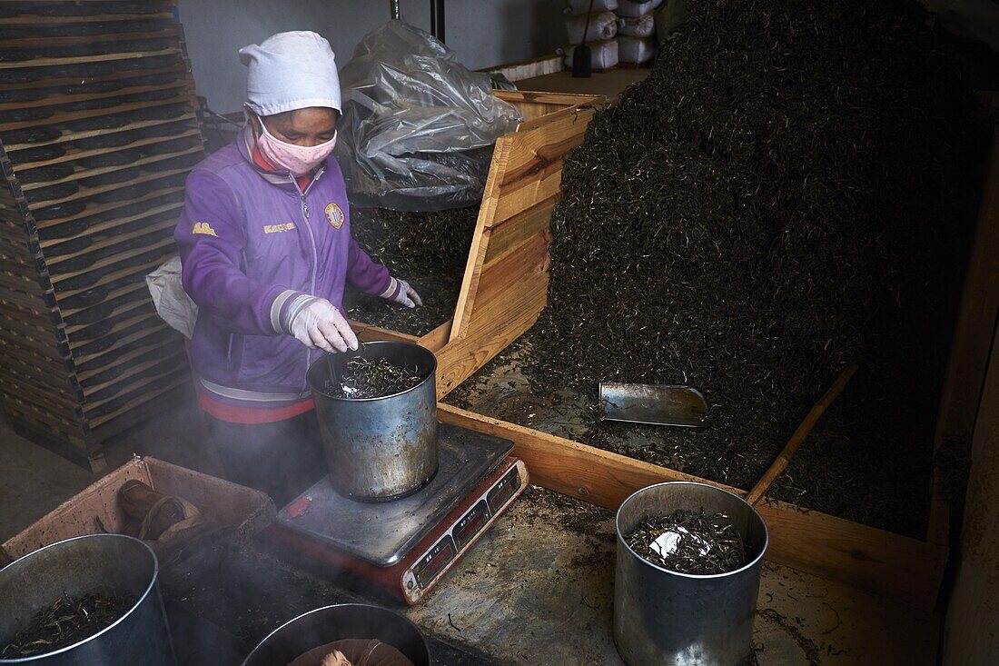 China, Yunnan, Bezirk Xishuangbanna, Pu'er-Tee, Pu'er-Teefabrik, einer der besten chinesischen Tees.