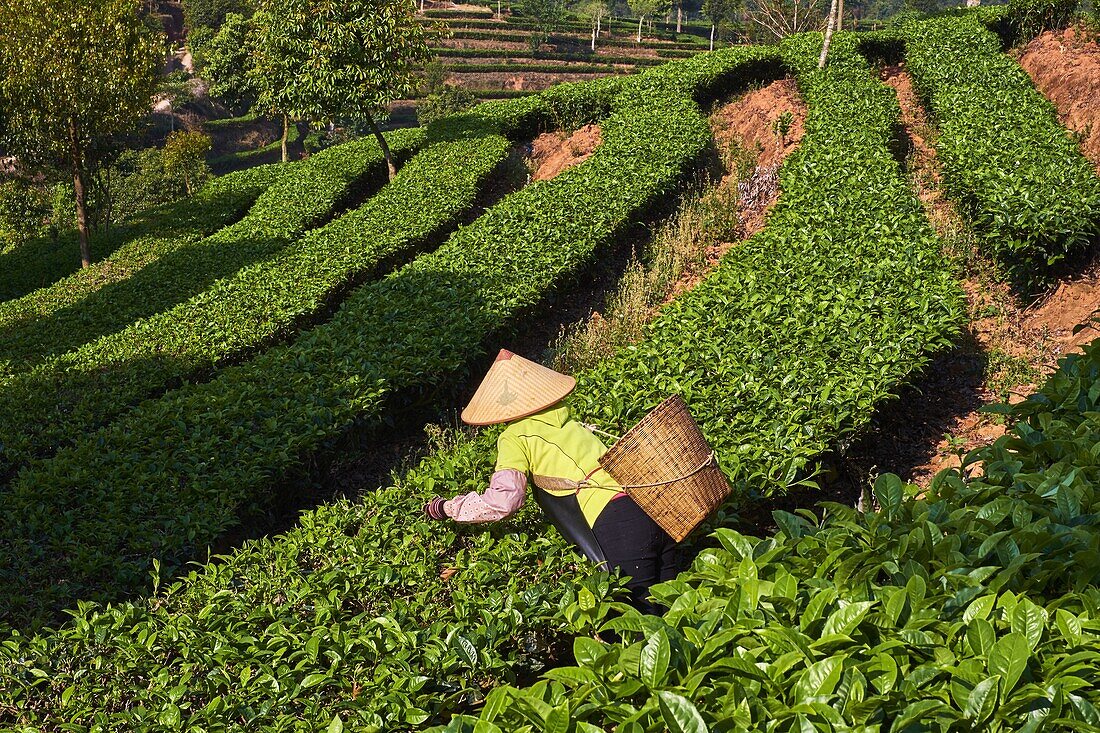 China, Yunnan, Bezirk Pu'er, Teefeld, Teepflücker pflücken Teeblätter.