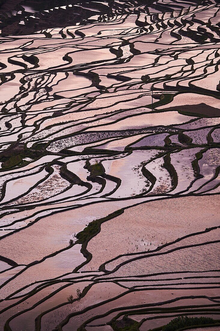 China, Yunnan, Yuanyang, terrassierte Reisfelder.