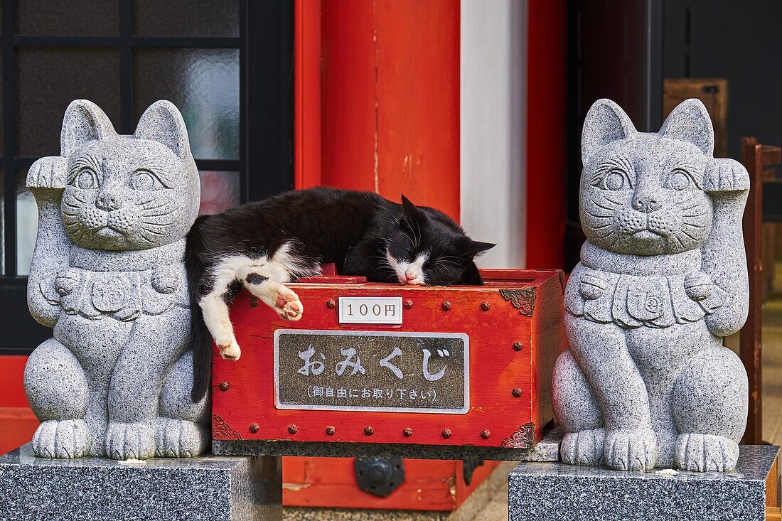 Japan, Tokio, Katzentempel von Gotoko-ji.