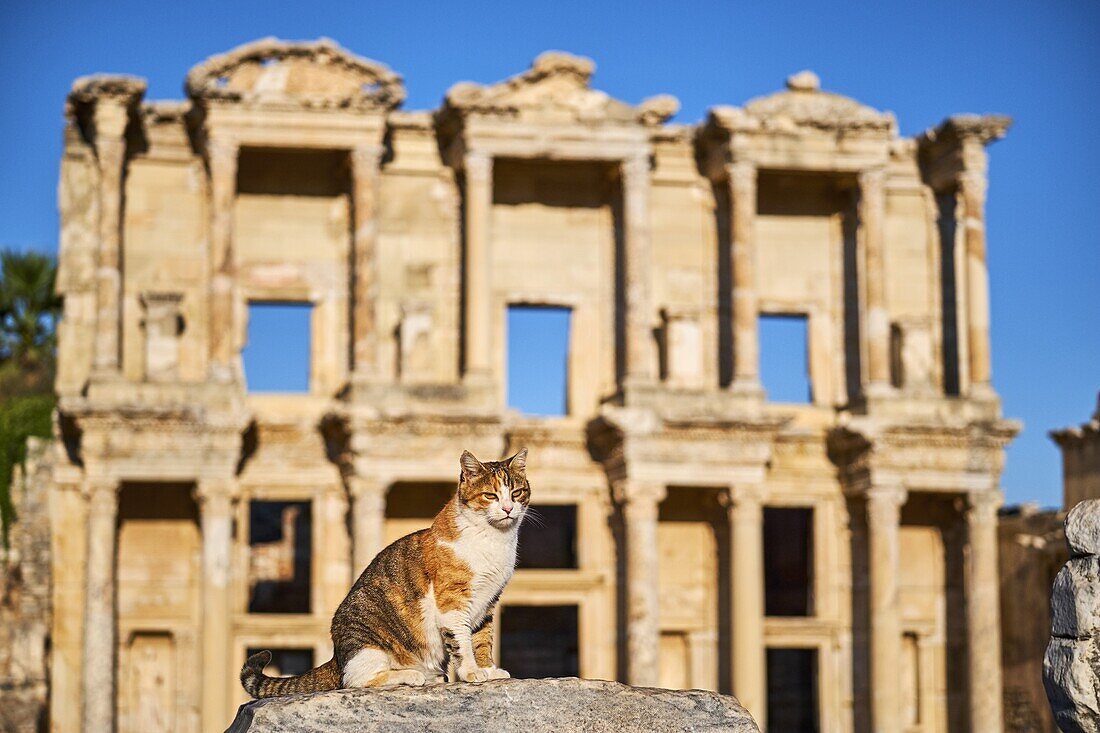 Turkey,Izmir province,Selcuk city,archaeological site of Ephesus,many cats leave on the site.