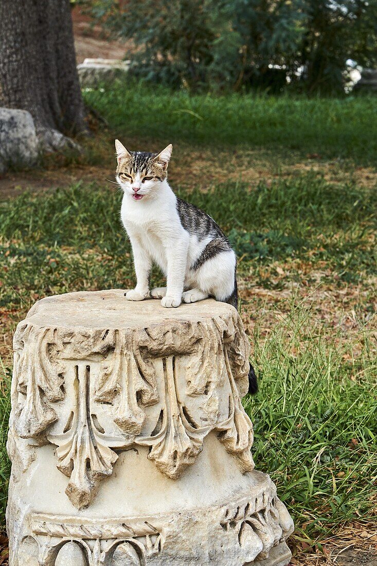 Turkey,Izmir province,Selcuk city,archaeological site of Ephesus,many cats leave on the site.