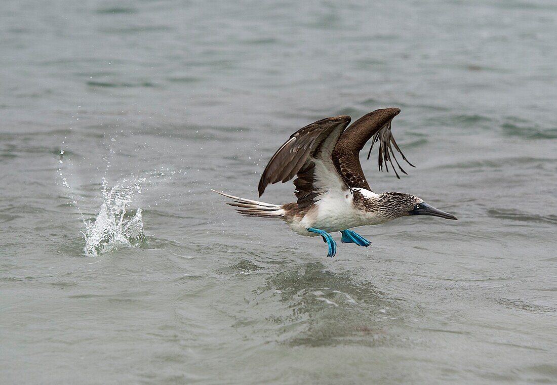 Blue-footed booby (Sulidae) in flight,a marine bird of the boobies (Sulidae) family endemic to Galapagos,Isabela Island,Galapagos Islands,Ecuador.