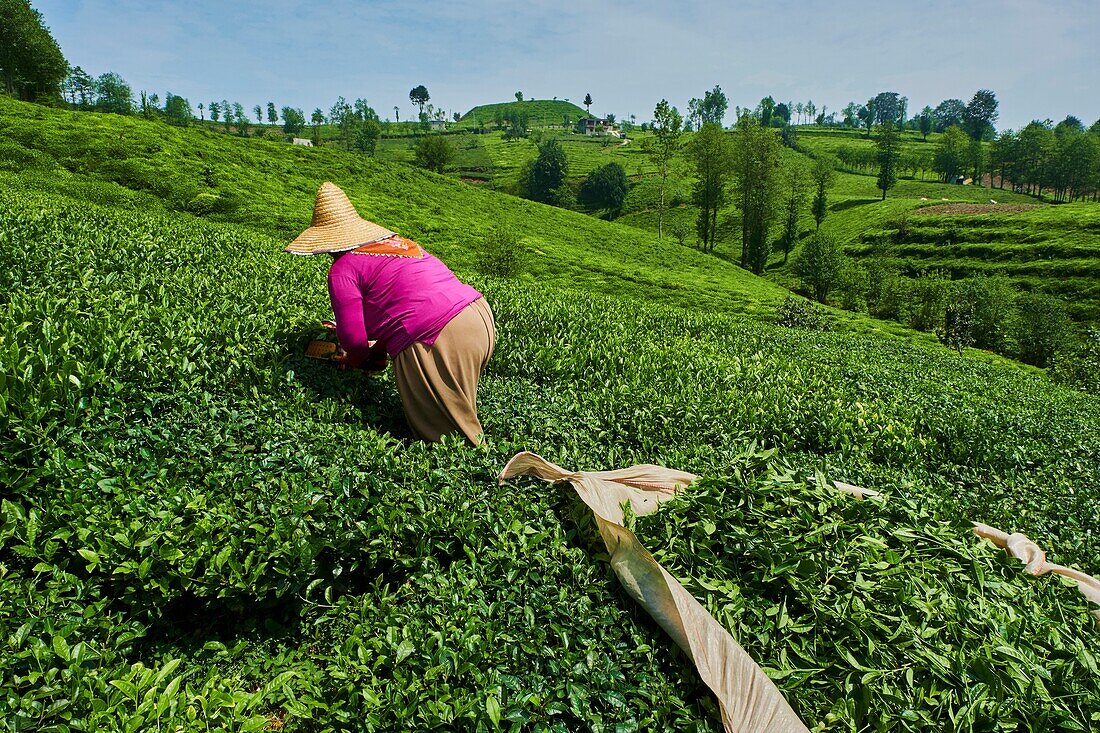 Turkey,the Black Sea region,tea plantation in the hills near Trabzon in Anatolia.