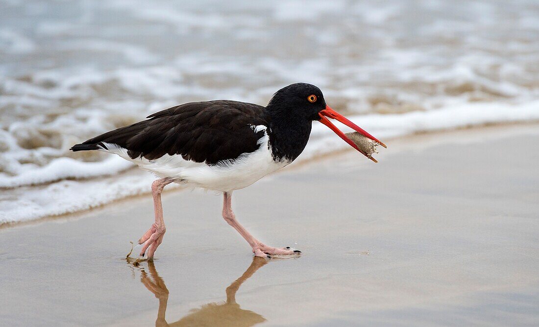 American Oystercatcher (Haematopus palliatus galapagensis) with a catch in the beak,Oystercather family (Haematopodidae),Isabela Island,Galapagos Islands,Ecuador.