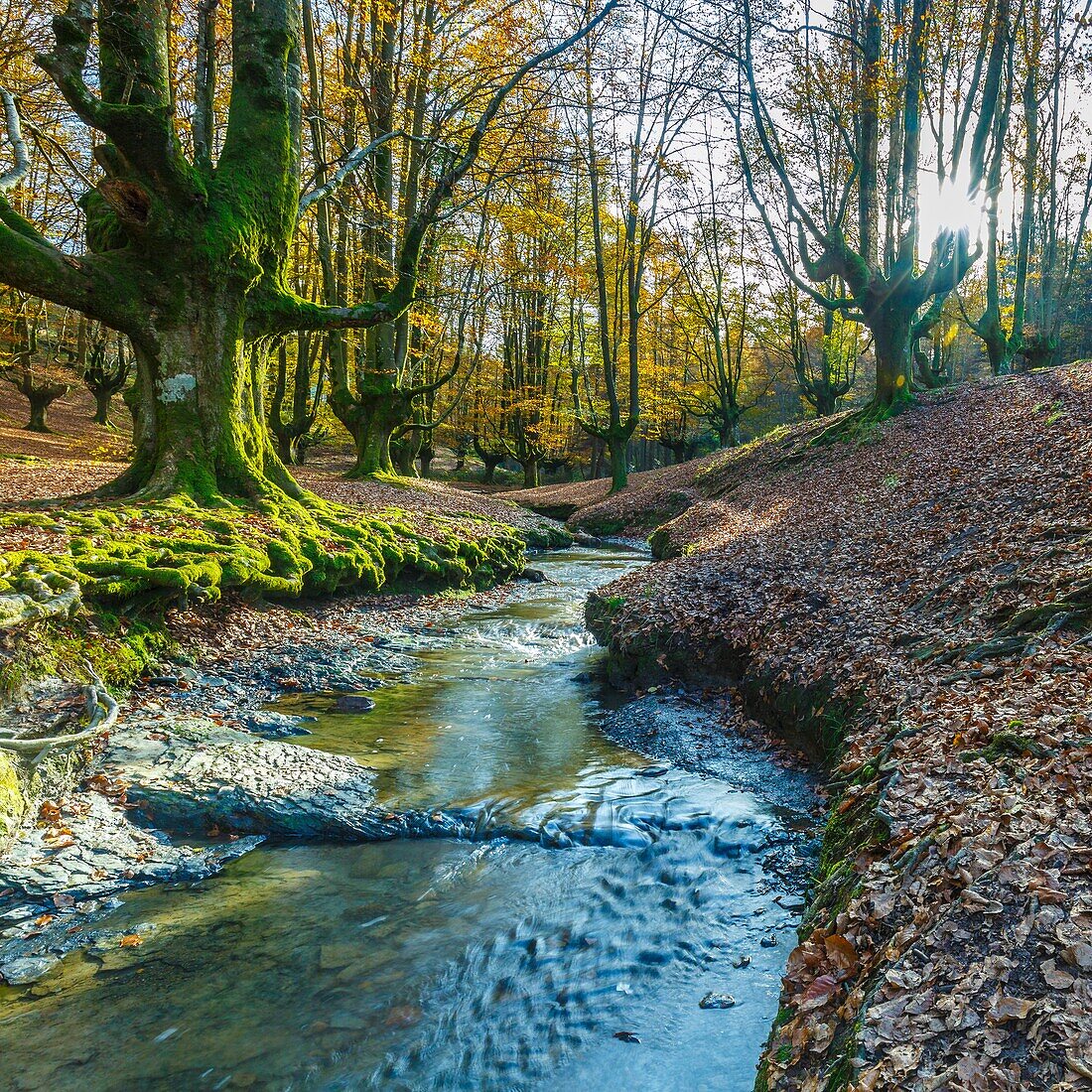 Otzarreta beechwood. Gorbea Natural Park. Bizkaia,Basque Country,Spain,Europe.