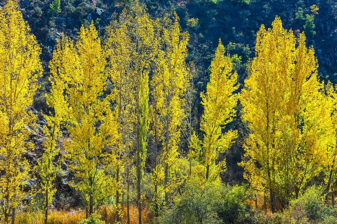 Poplar grove in a gorge in autumn. Chopos en desfiladero en otono. Canamares river. Guadalajara,Castilla-La Mancha,Spain,Europe.