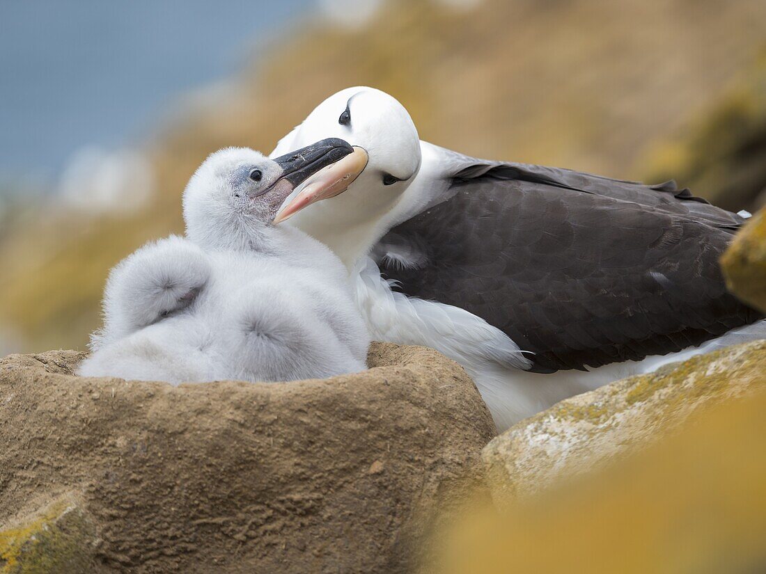 Erwachsener und Küken auf turmförmigem Nest. Schwarzbrauenalbatros oder Schwarzbrauenmollymawk (Thalassarche melanophris). Südamerika, Falklandinseln, Januar.