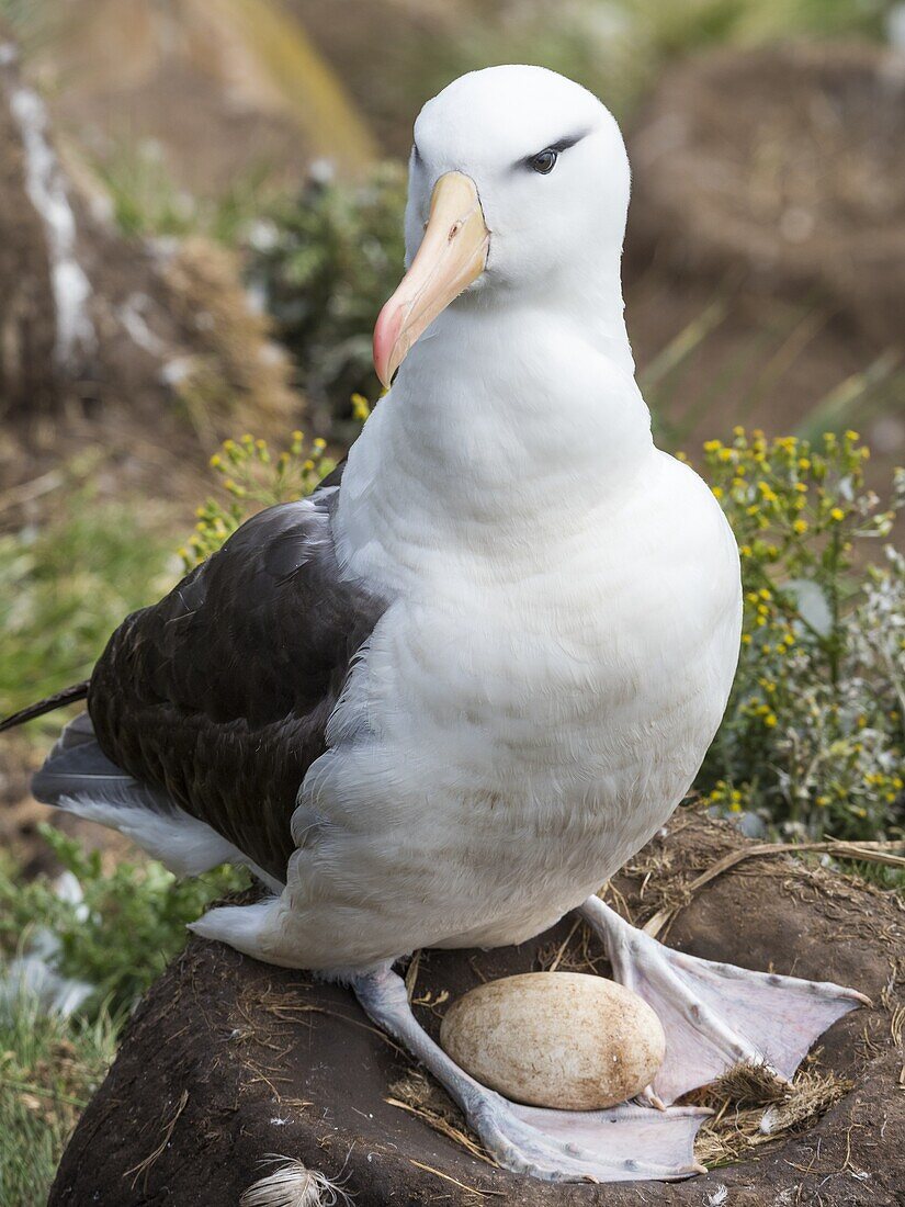 Adult with egg on tower shaped nest. Black-browed albatross or black-browed mollymawk (Thalassarche melanophris). South America,Falkland Islands,January.