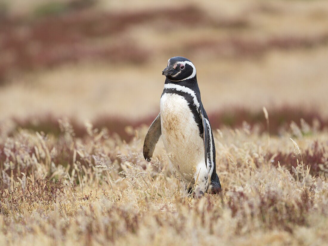 Magellan-Pinguin (Spheniscus magellanicus). Südamerika, Falklandinseln, Januar.