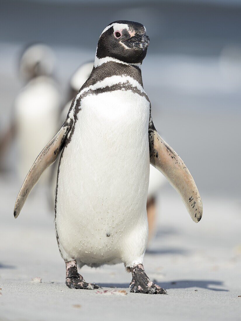 Magellan-Pinguin (Spheniscus magellanicus). Südamerika, Falklandinseln, Januar.