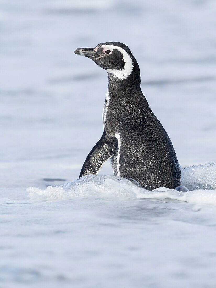 Magellan-Pinguin (Spheniscus magellanicus). Südamerika, Falklandinseln, Januar.