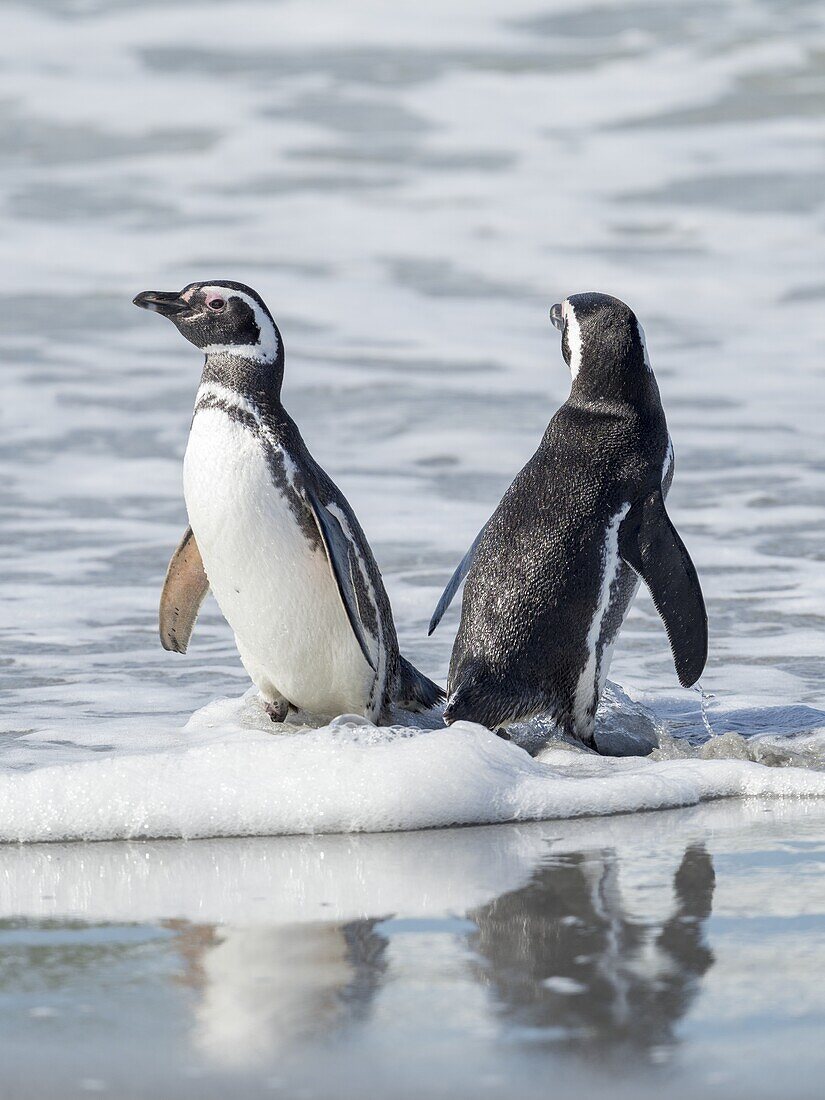 Magellan-Pinguin (Spheniscus magellanicus). Südamerika, Falklandinseln, Januar.