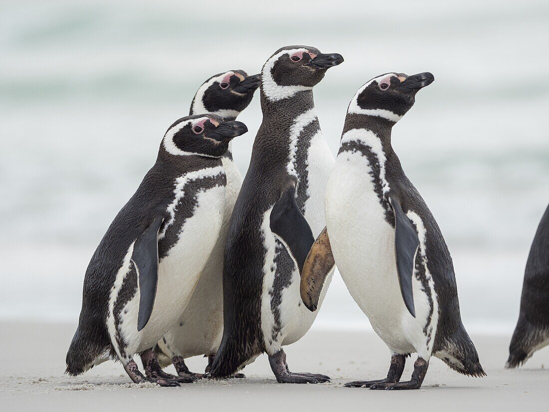 Social interaction and behaviour in a group. Magellanic Penguin (Spheniscus magellanicus). South America,Falkland Islands,January.