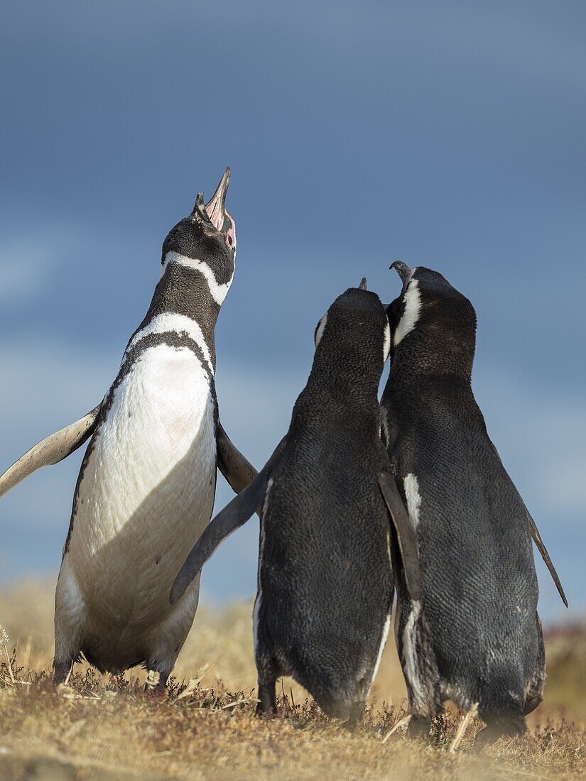 Soziale Interaktion und Verhalten in einer Gruppe. Magellan-Pinguin (Spheniscus magellanicus). Südamerika, Falklandinseln, Januar.