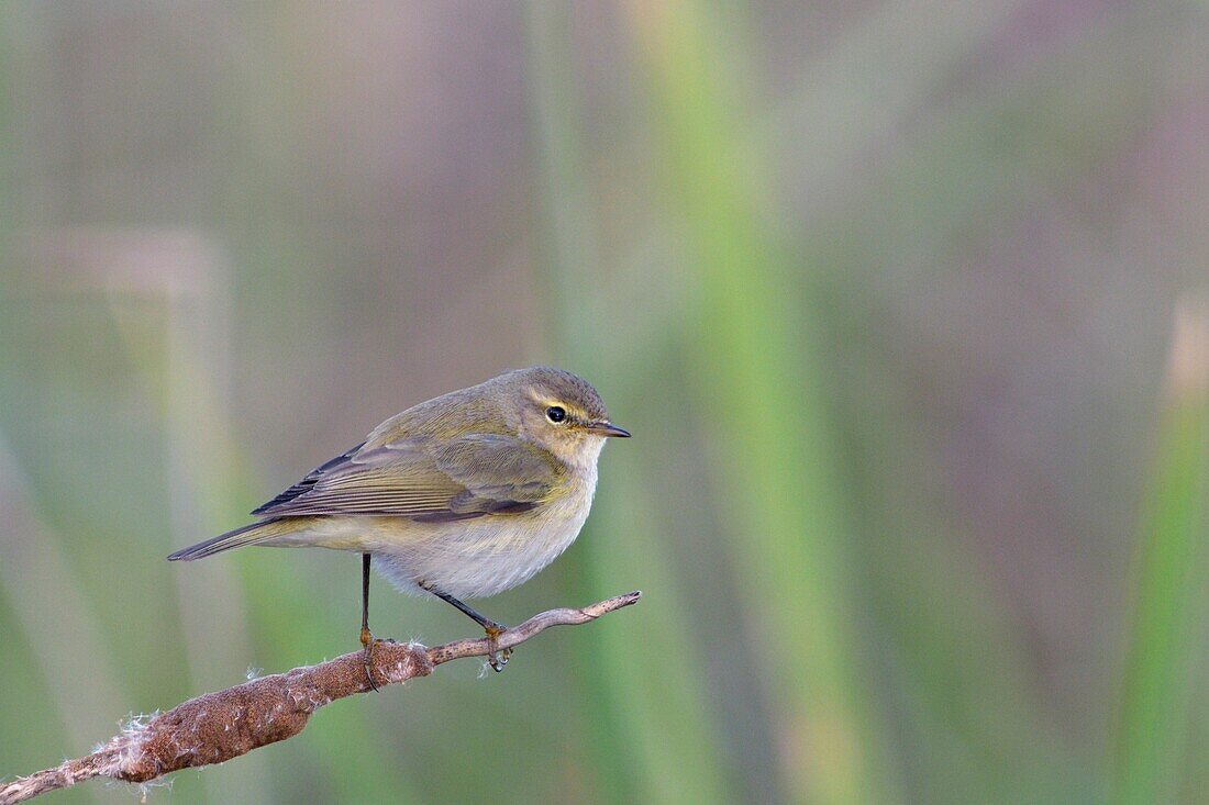 Chiffchaff - Phylloscopus collybita,Greece