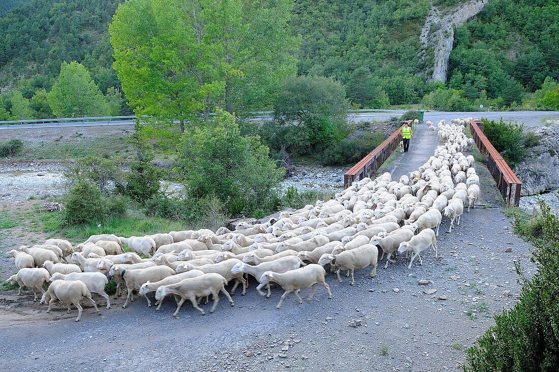 Schafherde, die den Fluss Aragon Subordan durch eine alte Brücke überquert. Tal von Hecho. Berge der Pyrenäen. Provinz Huesca. Aragon. Spanien