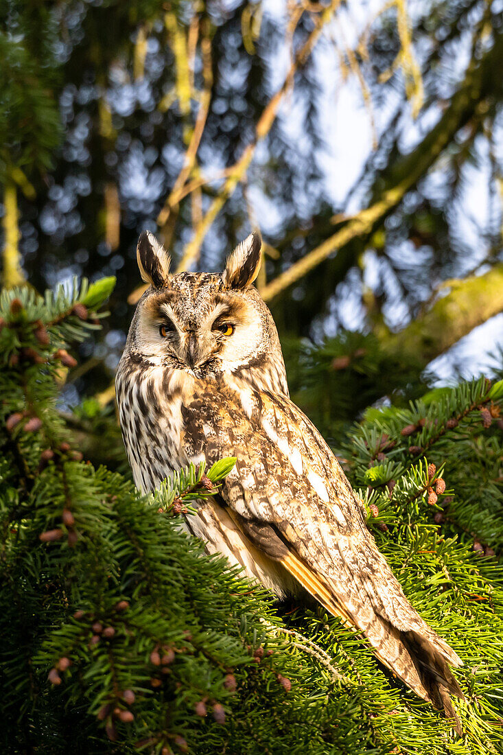 long-eared owl in a fir, portrait, bird, animals,