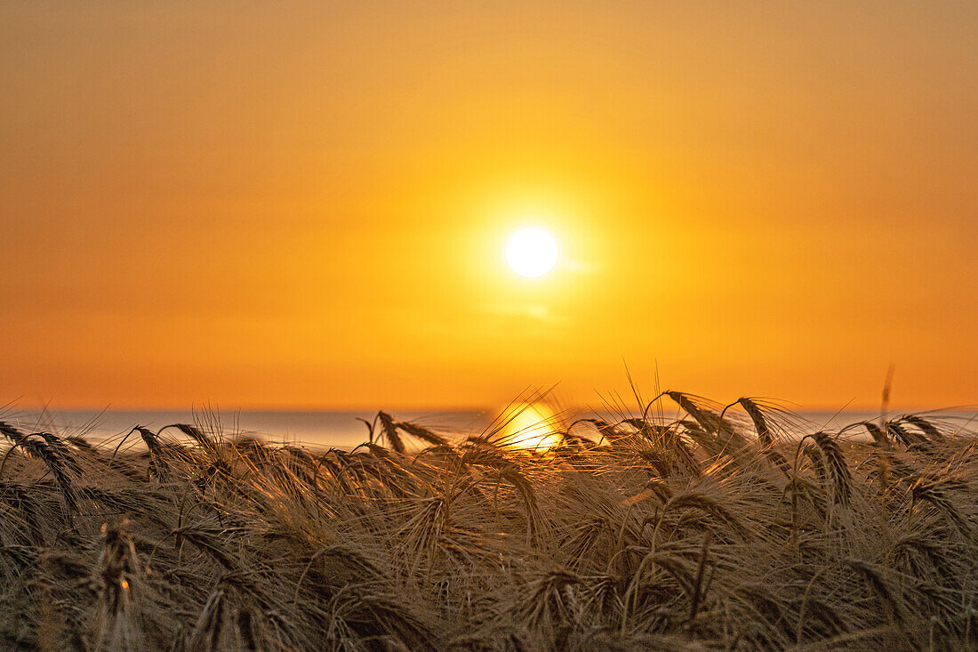 Barley field in the evening light at the Baltic Sea, Ostholstein, Schleswig-Holstein, Germany