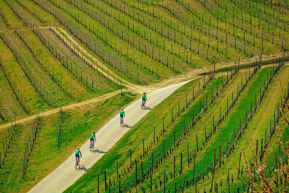 Cycling through vineyards, Monteu Roero, Piedmont, Italy, Europe