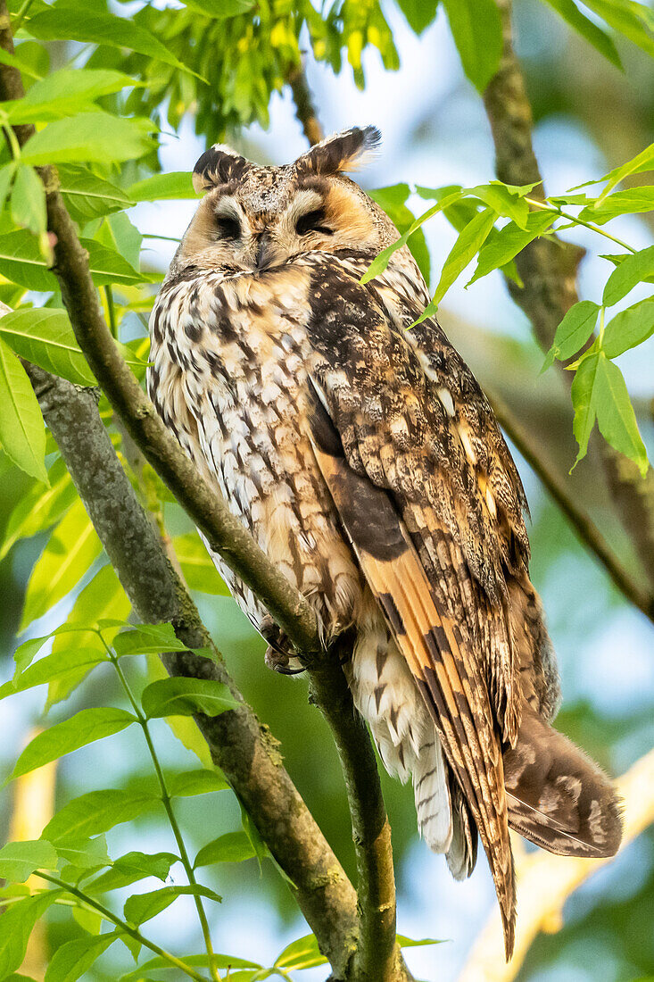 long-eared owl, portrait, bird, animals,