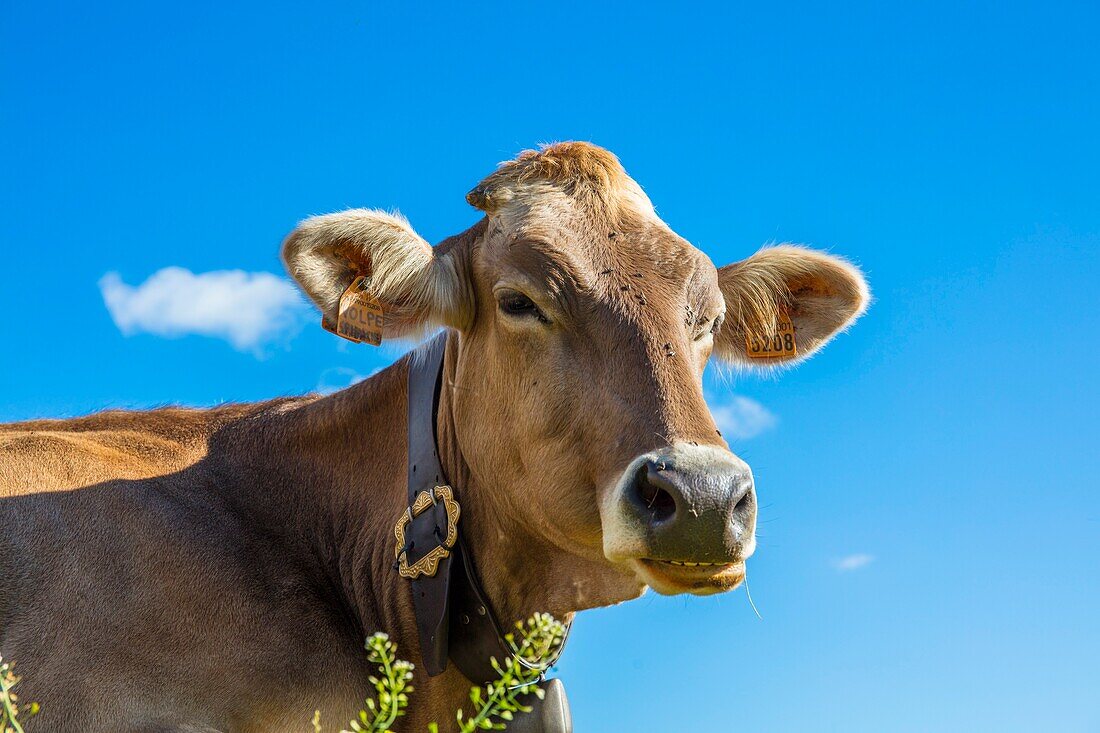 Portrait of a cow, Grande Est, Parco Naturale Veglia-Devero, Val d'Ossola, V.C.O. (Verbano-Cusio-Ossola), Piedmont, Italy, Europe