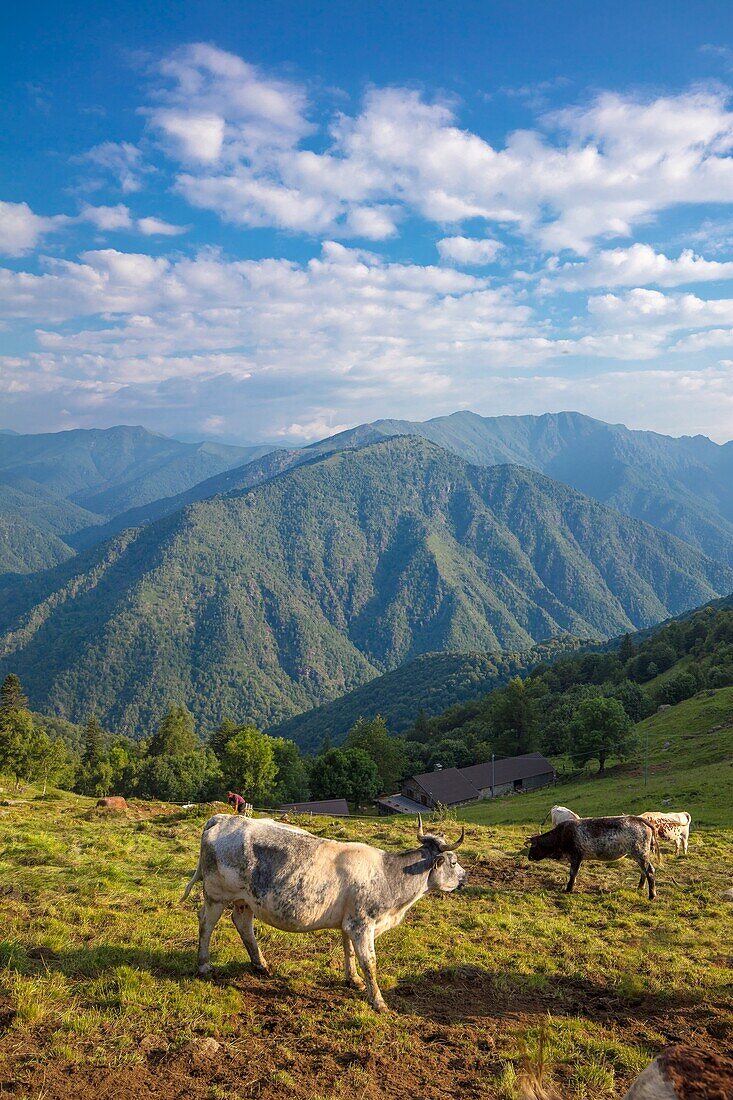 Die Bocchetta di Margosio, Valdilana, Biella, Piemont, Italien, Europa