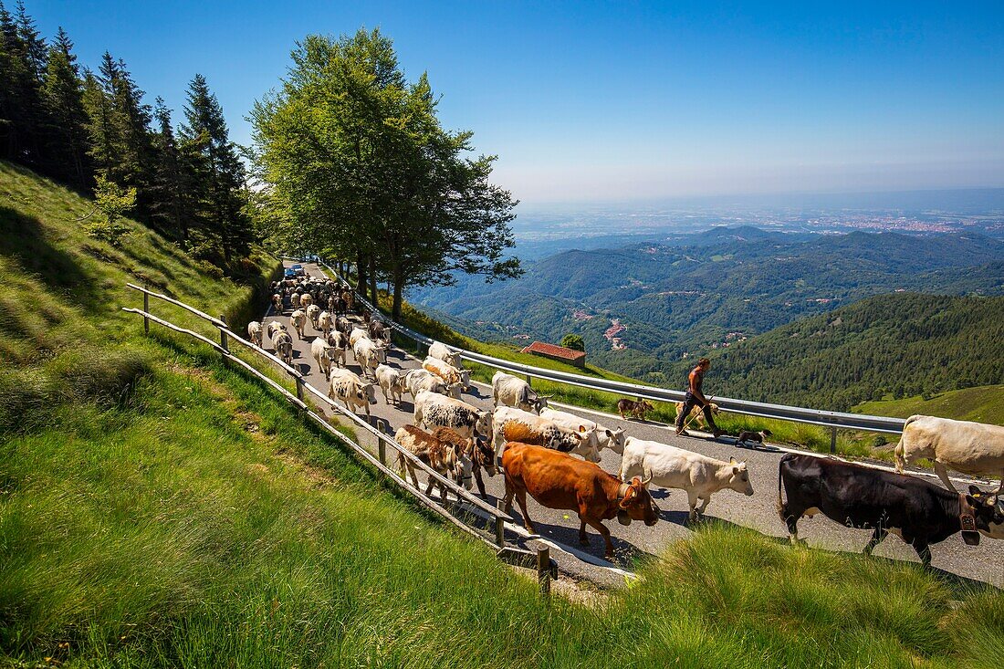 Transhumanz auf Panoramica Zegna, Bielmonte, Biella, Piemont, Italien, Europa