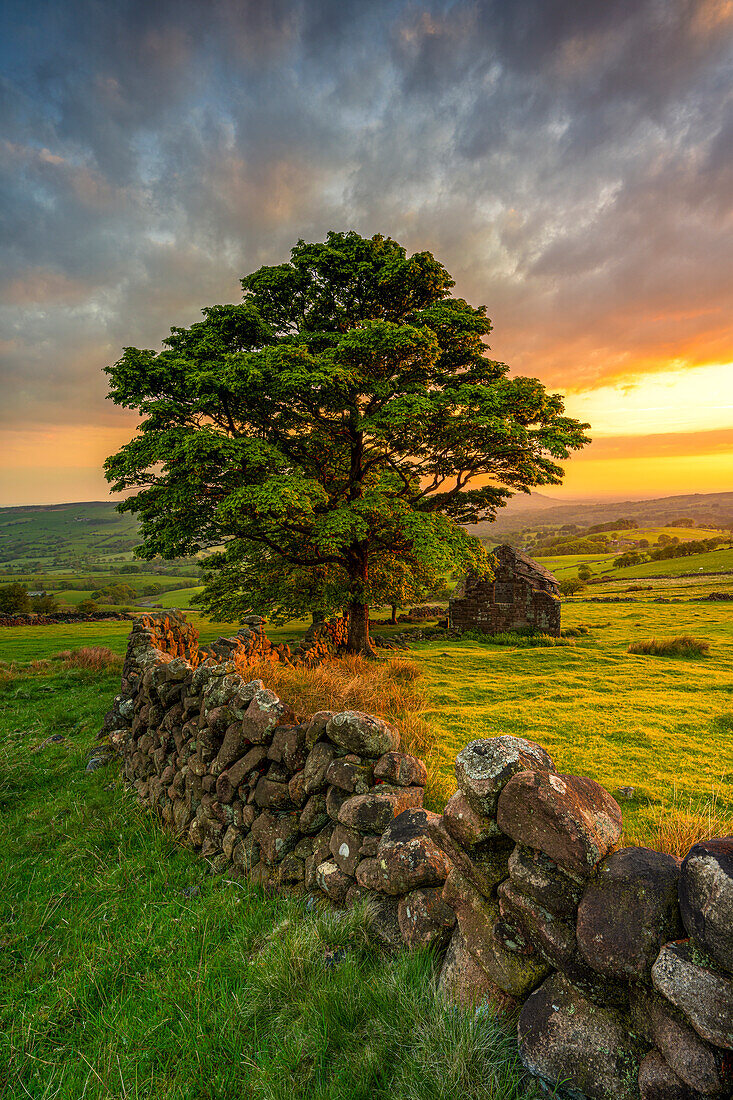 Spectacular sunset at Roach End with derelict barn, The Roaches, Staffordshire, England, United Kingdom, Europe