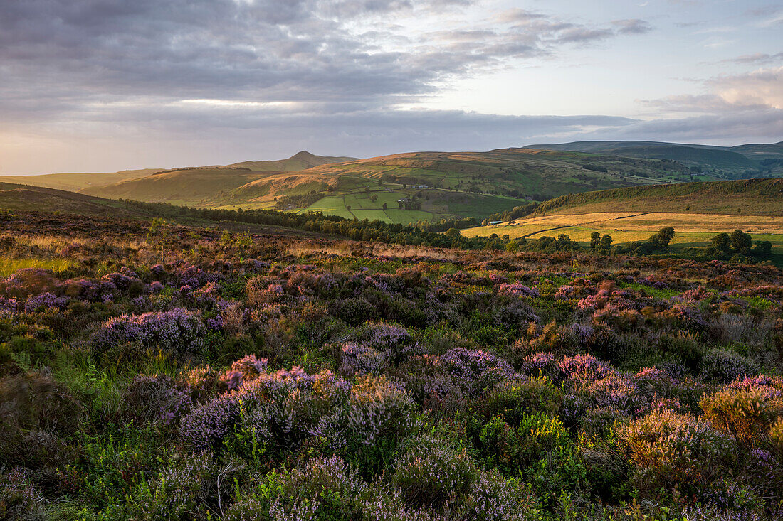 View of flowering heather below Shutlinsloe at Wildboarclough, Cheshire, England, United Kingdom, Europe