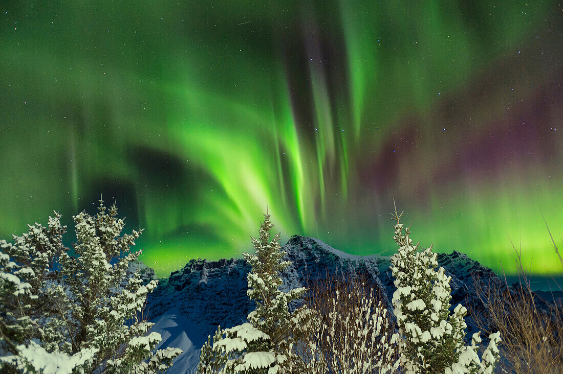 Schneebedeckte Bäume und Bergrücken mit Sternenhimmel und Nordlichtern (Aurora Borealis), Gerdi Farm, Island, Polarregionen