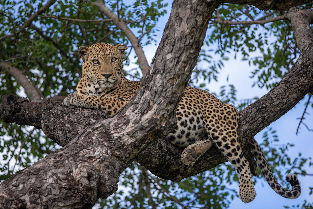 A leopard, Panthera pardus, lies on a tree branch and looks down
