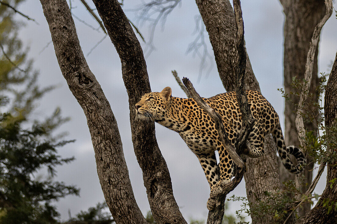 Ein Leopard, Panthera pardus, macht sich bereit, in einen Baum zu springen und nach oben zu schauen