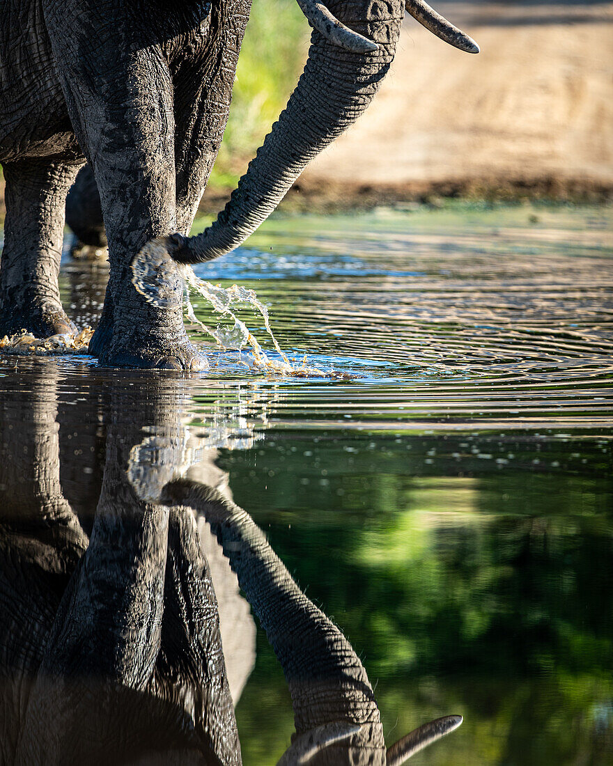Ein Elefant, Loxodonta Africana, geht mit einem Spiegelbild durchs Wasser