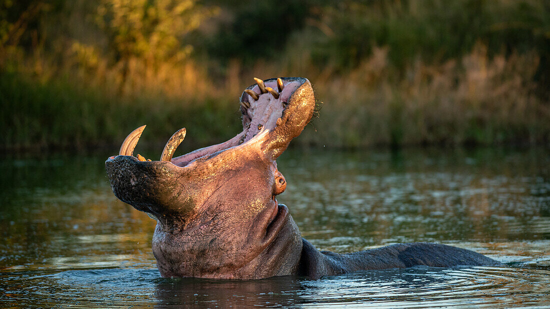 Ein Nilpferd, Hippopotamus Amphibius, Kopf nach hinten, Mund offen, Gähnen.