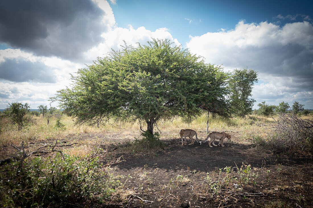 Two cheetah, Acinonyx jubatus, walk together under a tree