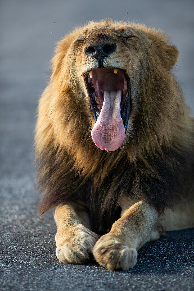 Ein männlicher Löwe, Panthera Leo, gähnt